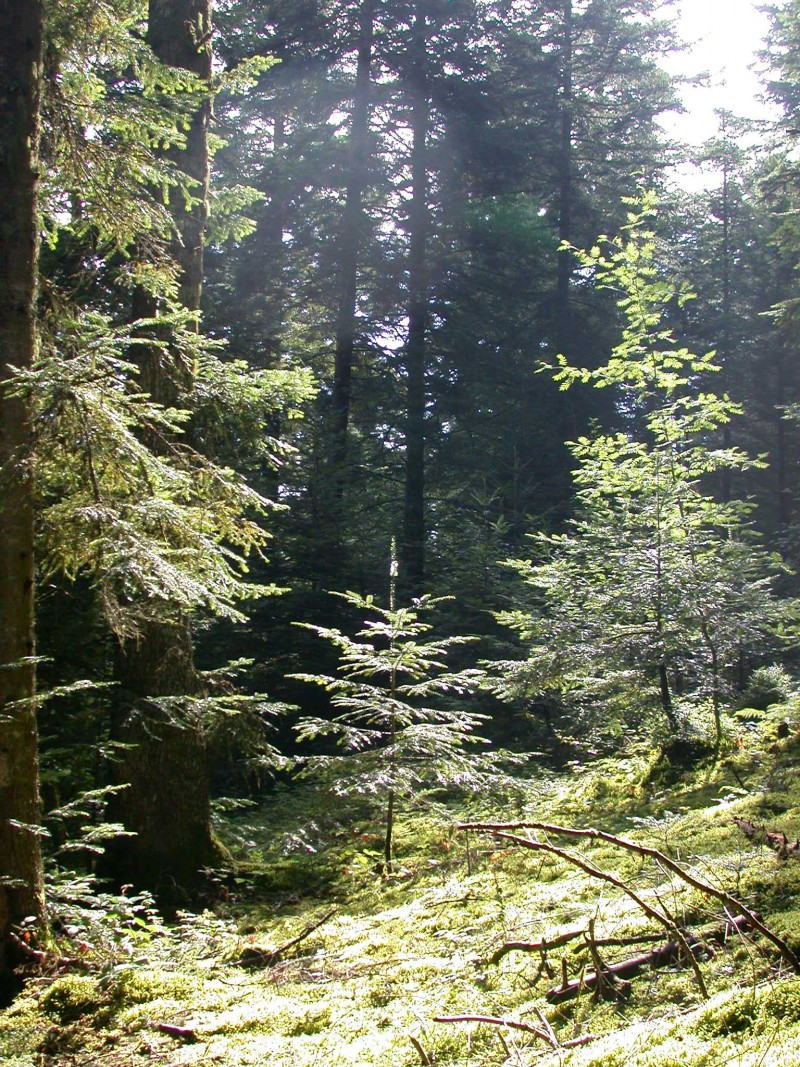 ForestAllia - La gestion forestière